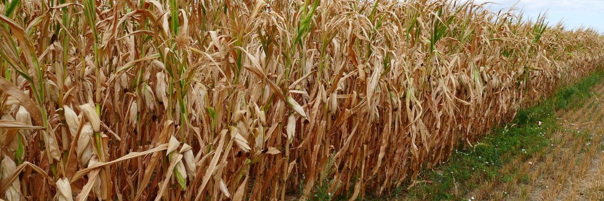 Nagy kár érte a hazai kukorica- és napraforgótermést is