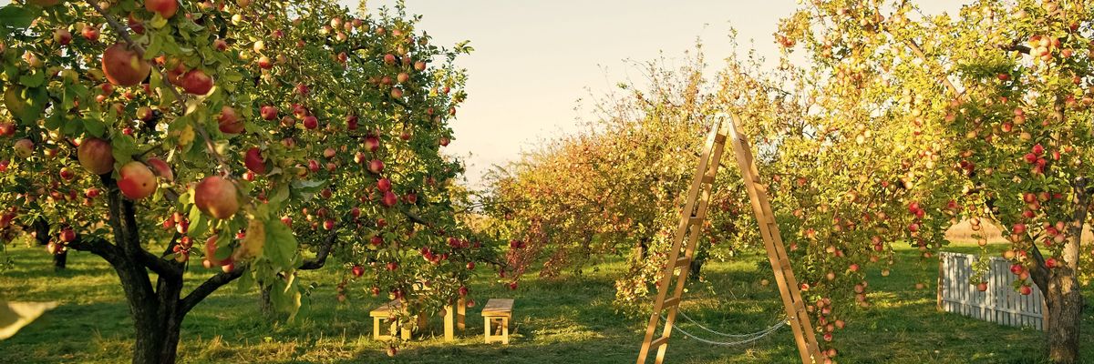 Nehéz éveken vannak túl a magyar almatermesztők is