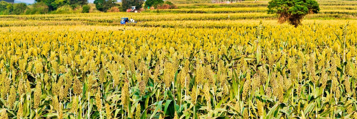 Néhol a kukorica helyét is átveheti szántóföldeken