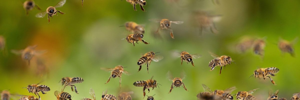 Nem tesz jót az enyhe tél a méhcsaládokkal