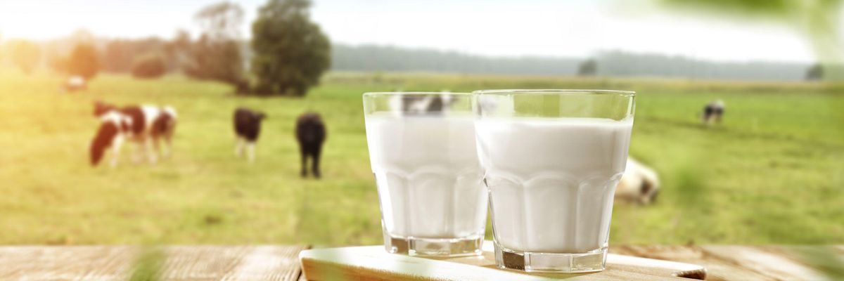 Népszerű termék a tej, és nem várható a fogyasztásának a csökkenése sem