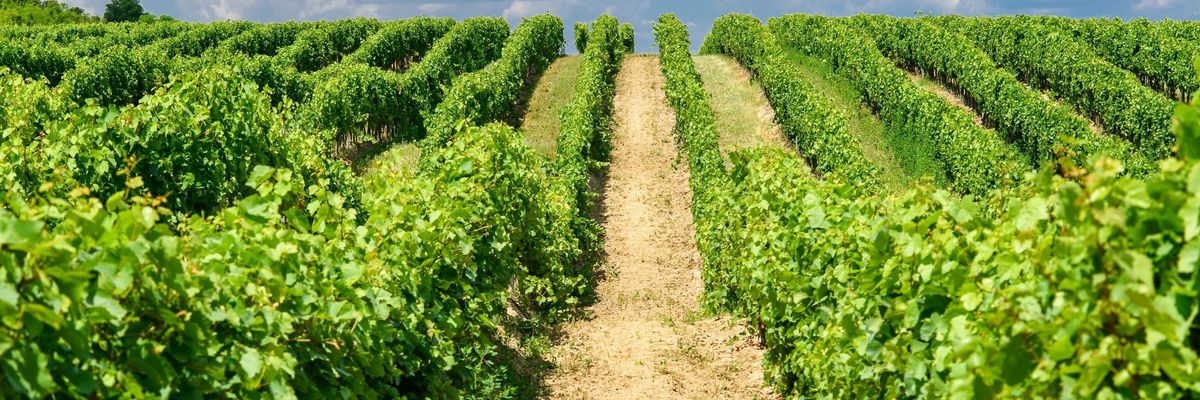 Nincsenek egyszerű helyzetben a magyar szőlészek és borászok sem 