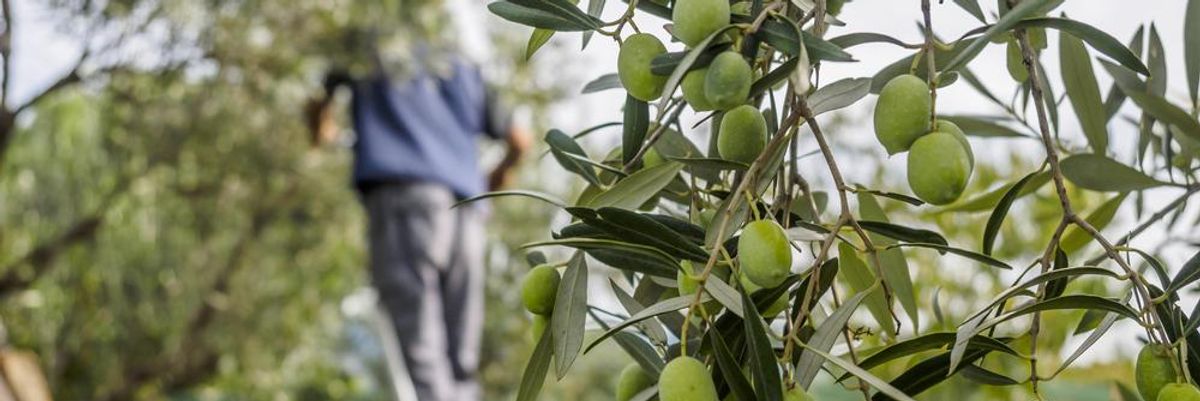 Olívaszüret létráról szedik az olajbogyót