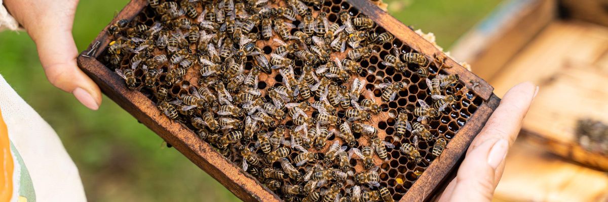 Óriási károkat okoz a méhpusztulás hazánkban
