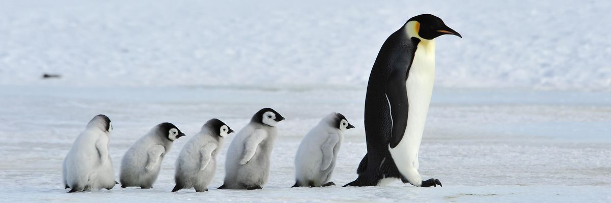 pingvinmama és kis császárpingvinek sétálnak egy sorban