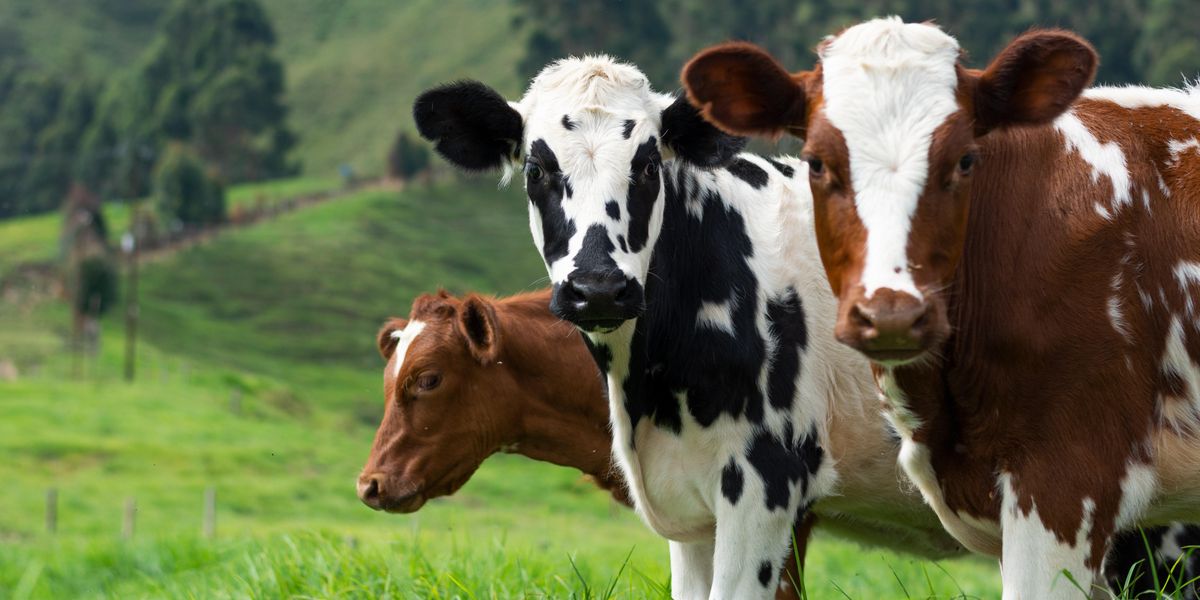 Piros-fekete és barna-fekete mintájú tehenek néznek a kamerába egy szép, füves, zöld mezőn