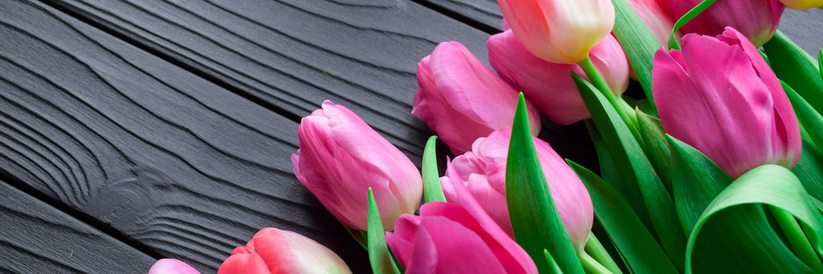 Rózsaszín tulipánok egy fa felületen, az indiai bankigazgató tulipánokhoz hasonlította a kriptovalutákat