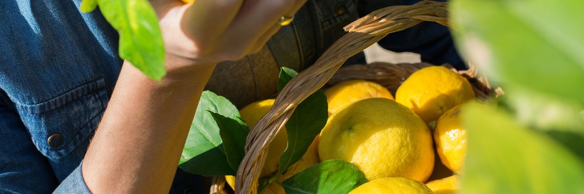 Sokaknak tűnt jó üzletnek a citromtermesztés az előző években