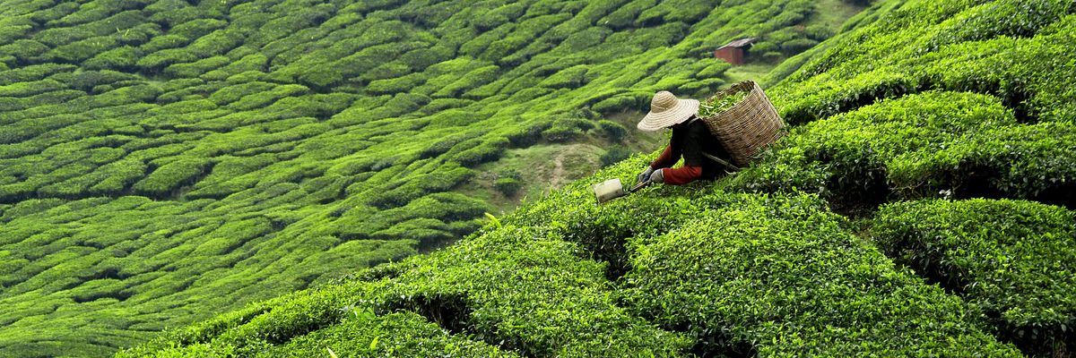 Srí lankai szalmakalapos gazda a helyi dombos teaültetvényeken tealeveleket gyűjt a kosarába