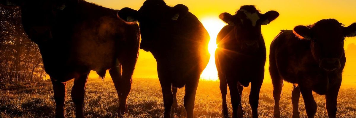 Szarvasmarhák a naplementében