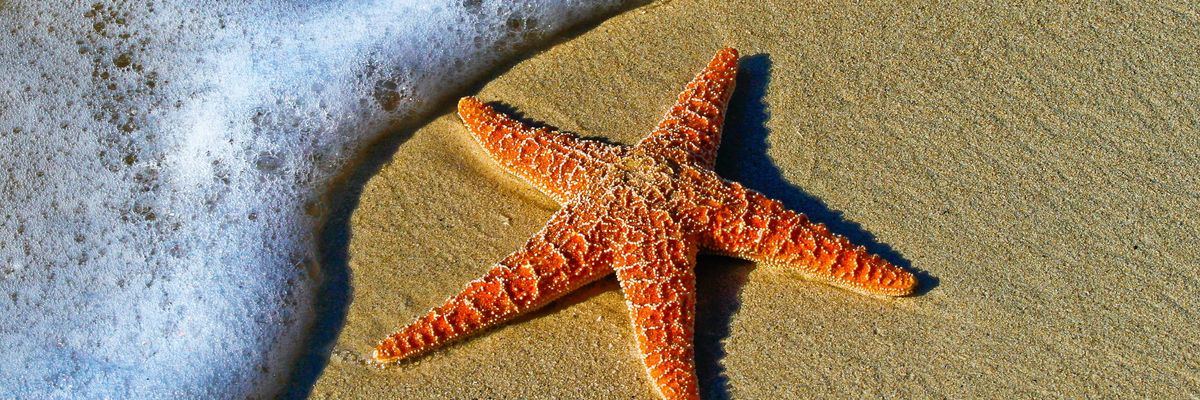 Tengeri csillag a tengerparton