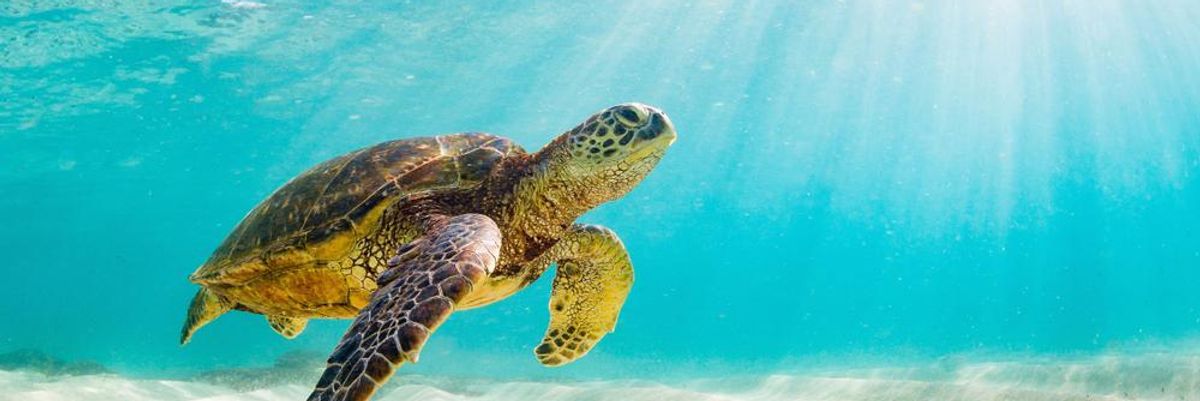 Tengeri teknős úszik a Timor-tengerben, hamarosan gázvezetéket építhetnek ide, ami miatt bennszülöttek beperelték Dél-Koreát