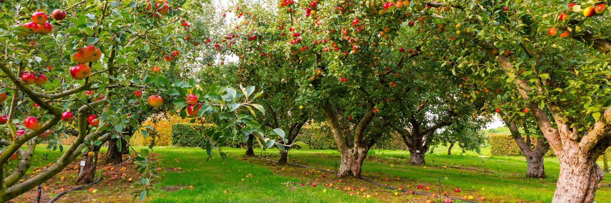 Több tízmillióba is kerülhet egy hektár modern almáskert kialakítása manapság