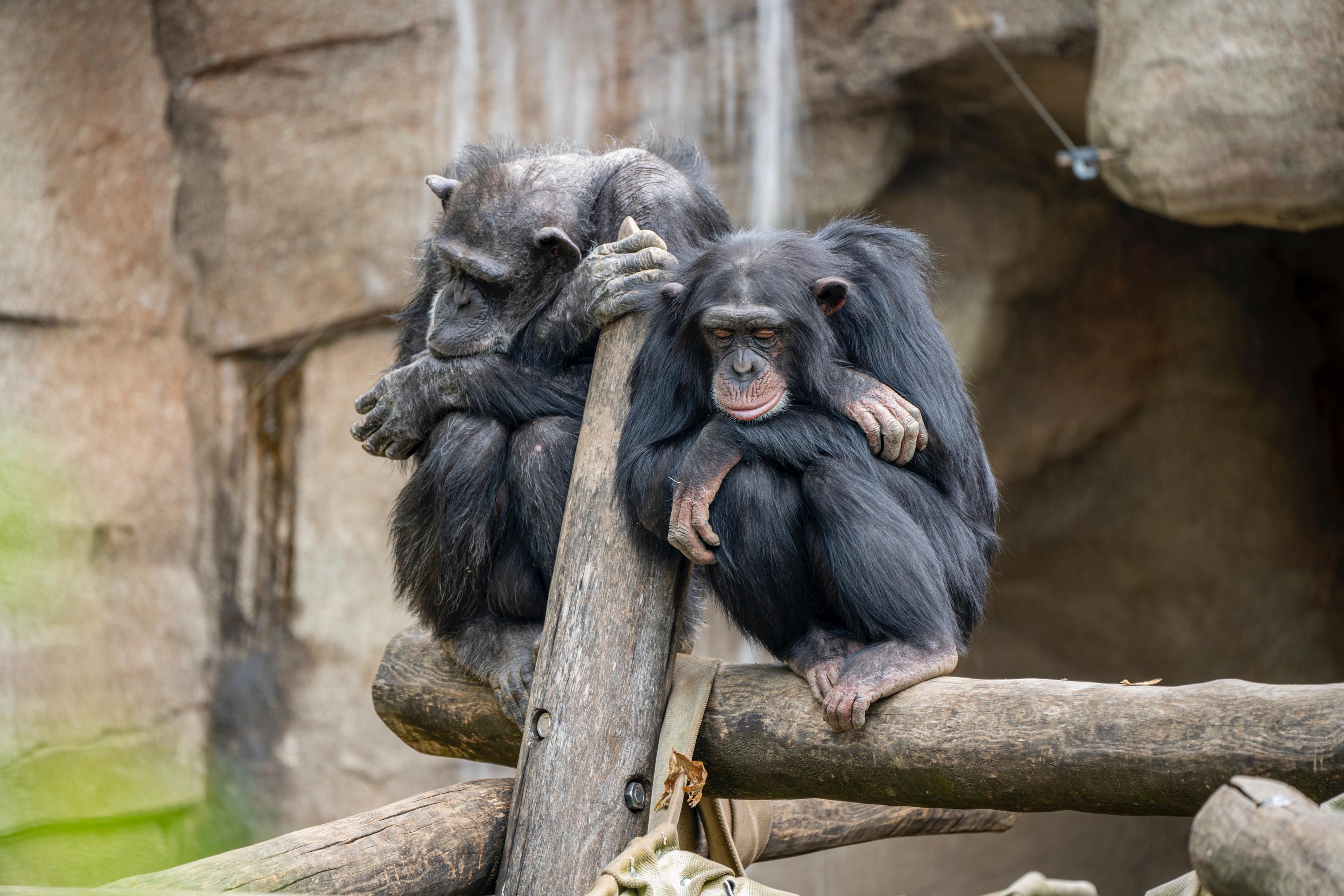 Majmok unatkoznak egy fán valószínűleg egy állatkertben 