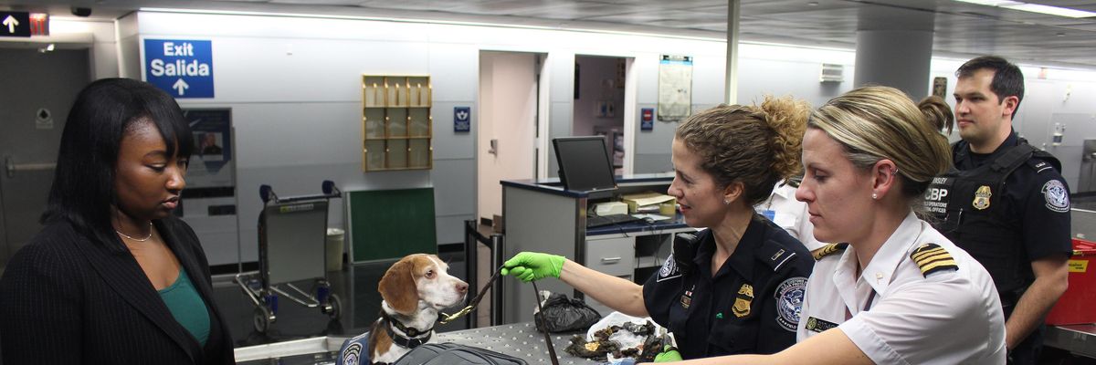 Vámosok kutyával vizsgálják egy utas bőröndjét egy reptéren