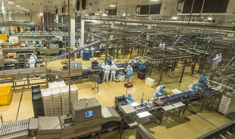 Master Good Kisv&aacute;rda