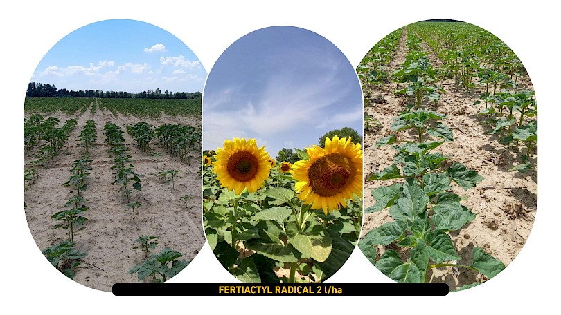 FERTIACTYL RADICAL kezel&eacute;s 2l/ha d&oacute;zissal (Forr&aacute;s: TIMAC AGRO)