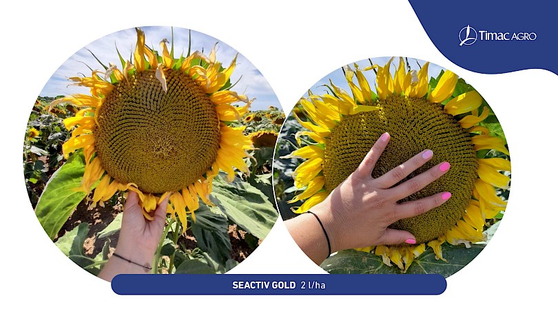 SEACTIV GOLD kezel&eacute;s 2l/ha d&oacute;zissal (Forr&aacute;s: TIMAC AGRO)