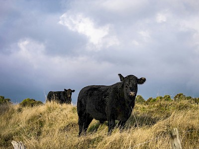 Új trend a tejtermelésben: Beef-on-Dairy 2. rész