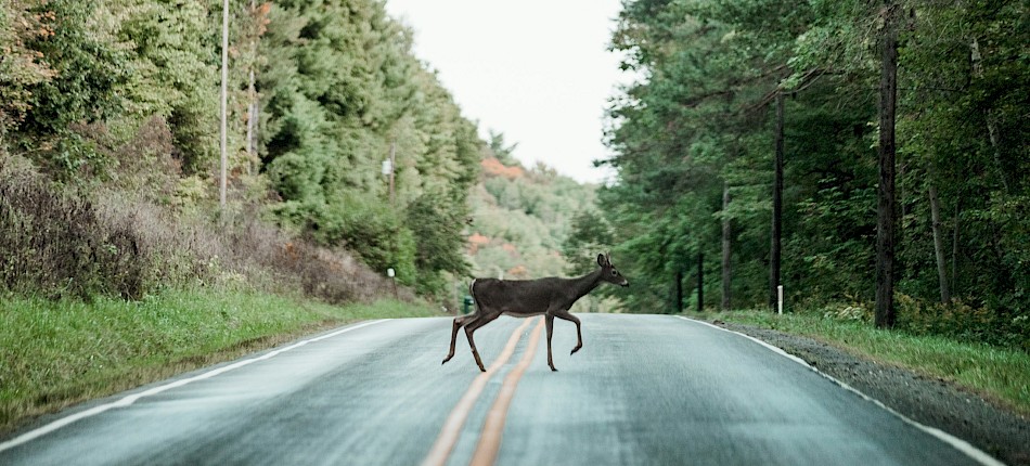 Donnie Rosie/Unsplash