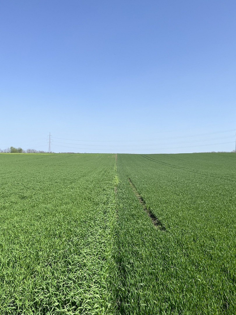 TIMAC AGRO őszi b&uacute;za referencia (jobb oldal) - eredm&eacute;ny: 9,5 t/ha   (F&aacute;bi&aacute;nsebesty&eacute;n, 2026)